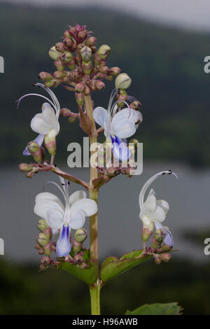 Bharangi/Blue Fountain Bush – Clerodendrum serratum, India Stock Photo