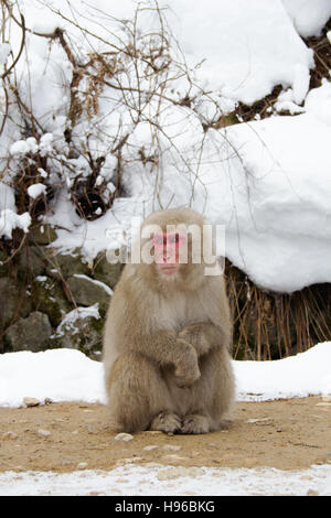 A Japanese macaque also known as the Japanese monkey sits alone in the outskirts of his territory at Jigokudani Yaen-Koen, Nagano, Japan. Stock Photo