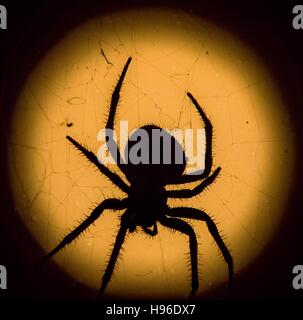 The shadow of garden spider in its web is silhouetted against an orange harvest moon backlight at the National Bison Range August 2, 2015 in Charlo, Montana. Stock Photo