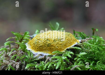 Dog vomit slime mold or mould,  Fuligo septica Stock Photo