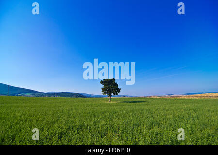 isolated tree in the middle of a cultivated field with hills in the background Stock Photo