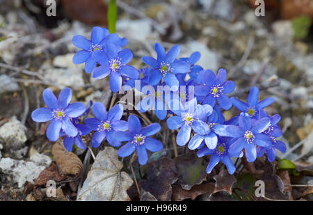 Liverleaf, Liverwort (Hepatica nobilis) Stock Photo