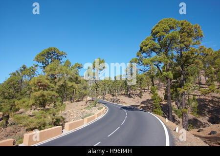 Country road through pinewood, Parque Nacional del Teide, Tenerife, Spain Stock Photo