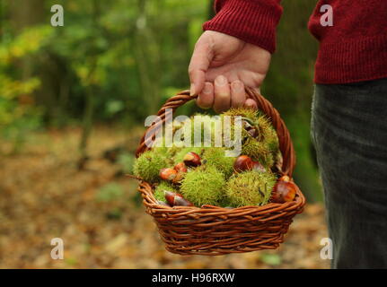 Freshly gathered sweet chestnuts (castanea sativa) carried in basket through Ecclesall Woods Sheffield, Yorkshire on a fine English autumn day. MR Stock Photo
