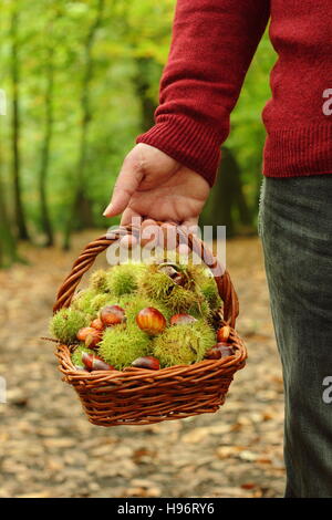 Freshly foraged sweet chestnuts (castanea sativa) are carried in a trug through ancient English woodland on a fine autumn day, Sheffield, Yorkshire UK Stock Photo