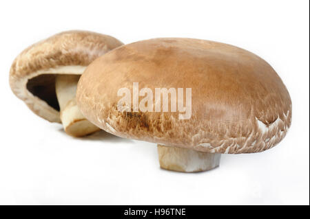 portobello mushroom on white background Stock Photo