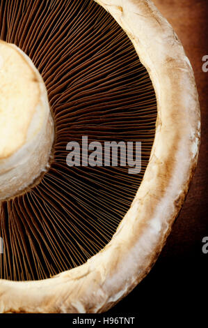 portobello mushroom Stock Photo