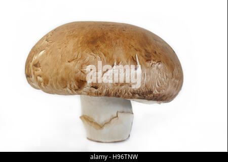 portobello mushroom on white background Stock Photo