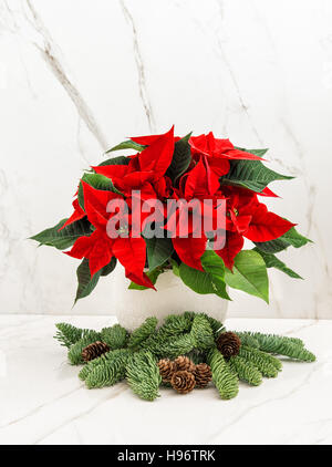 Red poinsettia flower with christmas tree branches on marble stone background Stock Photo