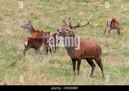 Red Deer Stag roaring and claiming his five  Hind Red Deer on a hillside in Perthshire Scotland Stock Photo