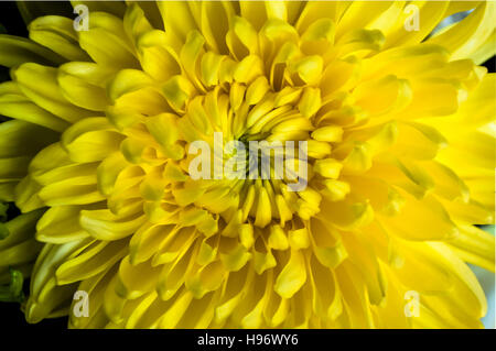 Close-up at the center of blooming chrysanthemum flower. Sometimes called mums or chrysanths, are native to Asia and northeastern Europe, countless ho Stock Photo