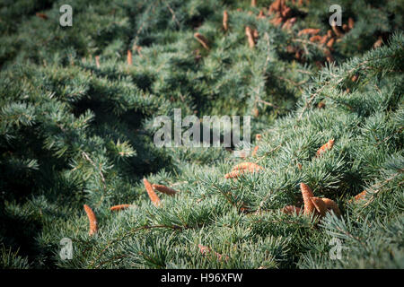 Horizontal texture background with fir tree branches with cones close up Stock Photo