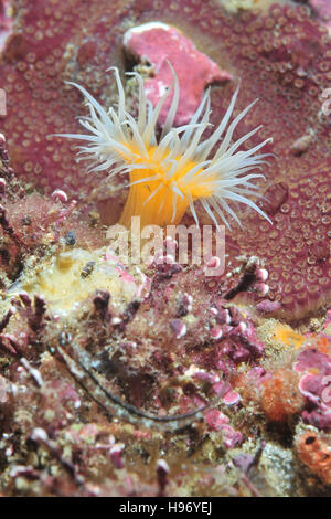 Open white-striped anemone Stock Photo