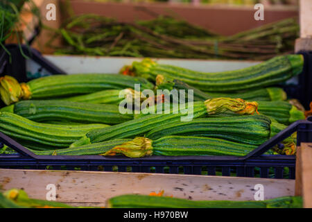 Ripe green marrow squash for sale at the market Stock Photo