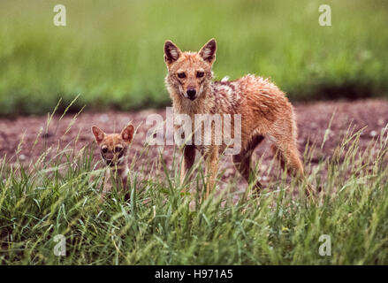 Indian jackal,(Canis aureus indicus), female with cub,Velavadar National Park,Gujarat,India Stock Photo