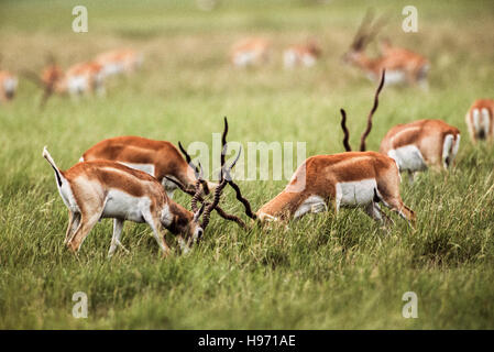 Indian Blackbuck, (Antilope cervicapra), young males in bachelor group sparring Blackbuck National Park,Gujarat,India Stock Photo