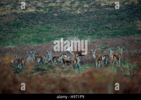 Red Deer Stag and Hinds on Exmoor in England,UK Stock Photo