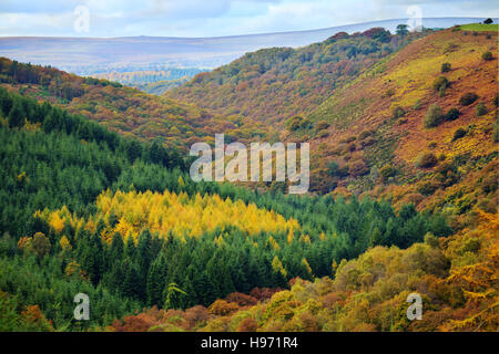 Woodland scene near fingle bridge,Devon,UK from prestonbury castle fort Stock Photo