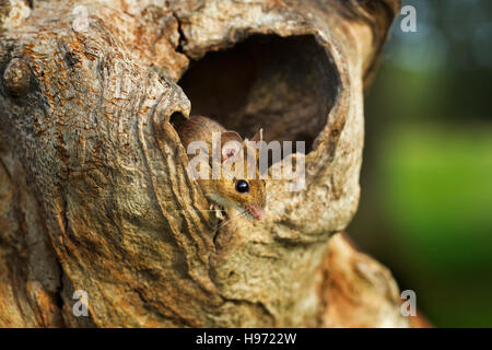 Wood Mouse - Apodemus sylvaticus or Long Tailed Field Mouse Stock Photo