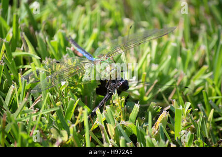 A male green garner dragonfly eating another dragonfly on grass. Stock Photo