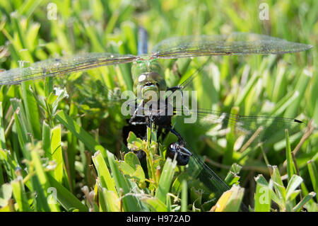 A male green garner dragonfly eating another dragonfly on grass. Stock Photo