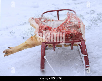 Traditional home slaughtering in a rural. Transportation sleigh Stock Photo