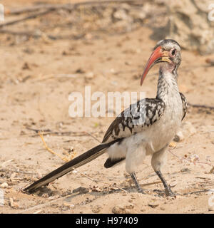 Portrait of a Red Billed Hornbill (Toko), seen in namibia, africa. Stock Photo