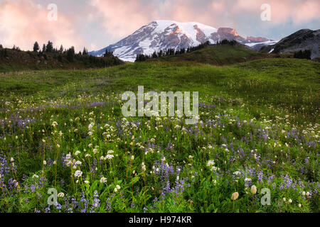 First light on Washington's tallest peak, Mt Rainier with summer wildflowers at Paradise Meadow in Mt Rainier National Park. Stock Photo