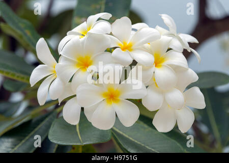 Frangipani flowers, Empress Place, Civic District, Singapore Island, Singapore Stock Photo