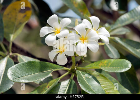 Frangipani flowers, Empress Place, Civic District, Singapore Island, Singapore Stock Photo