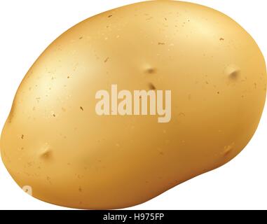 Potatoes vector Stock Vector