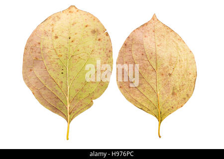 set of two autumn leaves in different states of withering isolated on white background Stock Photo