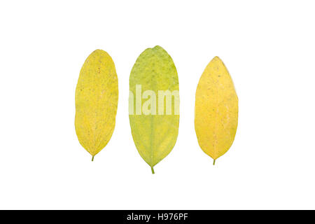 set of three autumn leaves in different states of withering isolated on white background Stock Photo