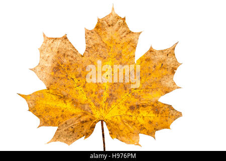 Close up of maple leave in state of withering isolated on white background Stock Photo