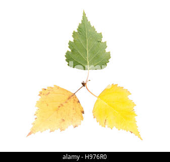 set of three maple leaves in different states of withering isolated on white background Stock Photo