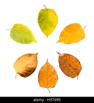 Six pieces of leave in different states of withering isolated on white background building a circle Stock Photo