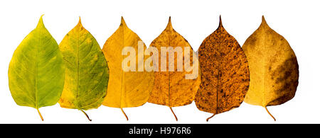 Six pieces of leaves in different states of withering isolated on white background, building a row Stock Photo