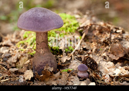 purple mushroom (Cortinarius violaceus) in dry leaf Stock Photo