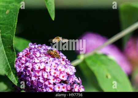 Male Hover fly overing above a Female Hover fly on a Buddleia flower Stock Photo