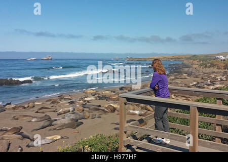 Woman viewing Elephant seals in San Simeon, California, USA. Stock Photo