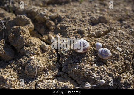 Empty shells on the cracked sandy ground, in calm beige colours