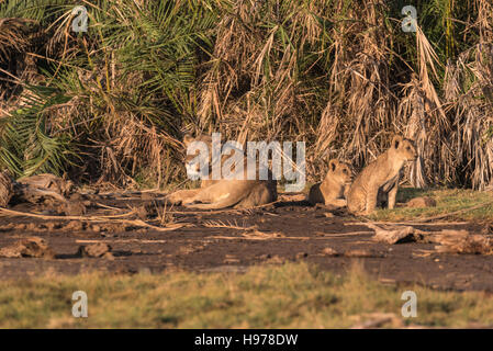 A Lioness and cubs relaxing in the early morning sunshine Stock Photo