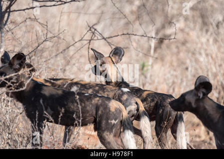 African Wild Dogs, part of a pack of 25+ seen driving through Tsavo West National Park Stock Photo