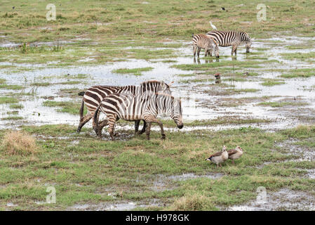 Common or Plains Zebra in the marsh at Amboseli Stock Photo