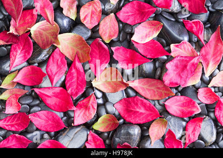 Randomly Fallen Conceptual view of Red Color Autumn Burning Bush Leaves on the Rocky Ground Stock Photo