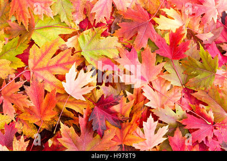 Dry Bed of Colorful Autumn Leaves on the Ground Fallen from Broad Leaved Trees, Representing Autumn Stock Photo