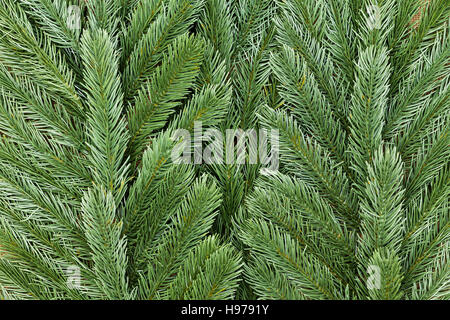 Close up on fake plastic pine tree foliage with copy space for Christmas holiday or nature theme Stock Photo