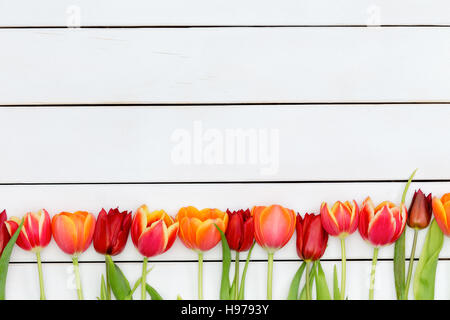 Bottom border of colorful red and orange spring tulips over a white stained wooden market table with copy space for your advertisement or message Stock Photo