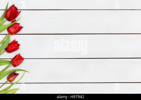 Colorful diagonally angled scarlet red fresh spring tulip border with green leaves on a white stained wood table at a farmers market or floriculture f Stock Photo