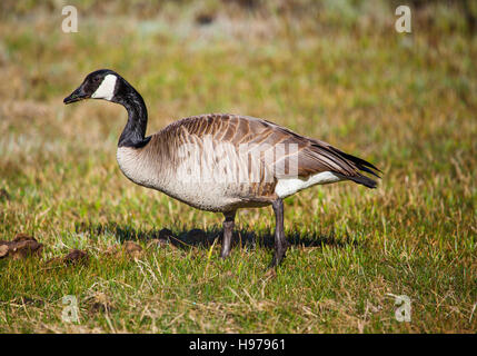 canadian goose standing in grass in yellowstone national park Stock Photo